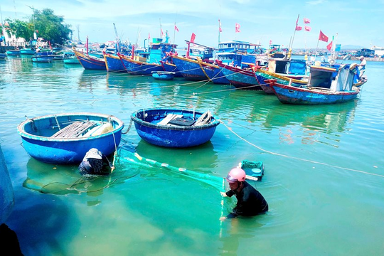 Phan Thiết: Vào mùa đánh bắt cá rìa con, người dân thu tiền triệu mỗi ngày
