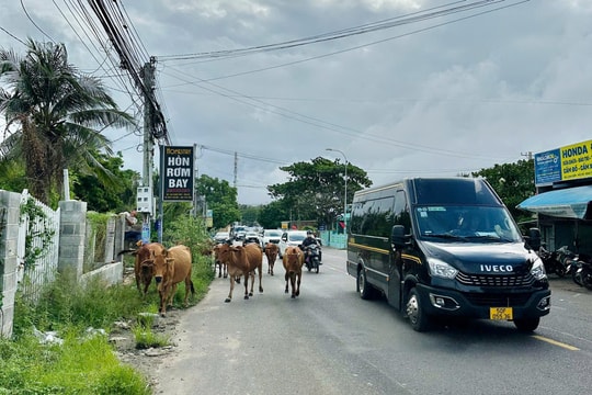 Nuôi bò thả rông ở Phan Thiết: Bao giờ chấm dứt?
