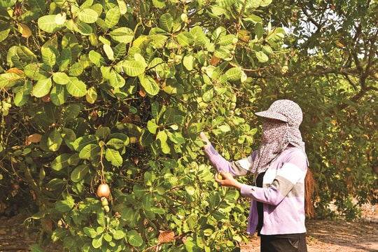Trải nghiệm nghề hái điều