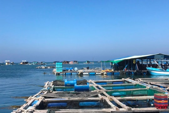 Nuôi trồng thủy sản lồng bè trên biển tập trung tại 7 khu vực