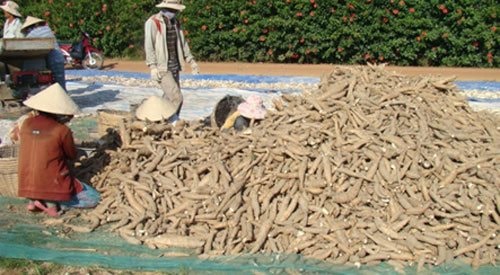 Hàm Tân: Người trồng thua lỗ bởi giá mì xuống thấp