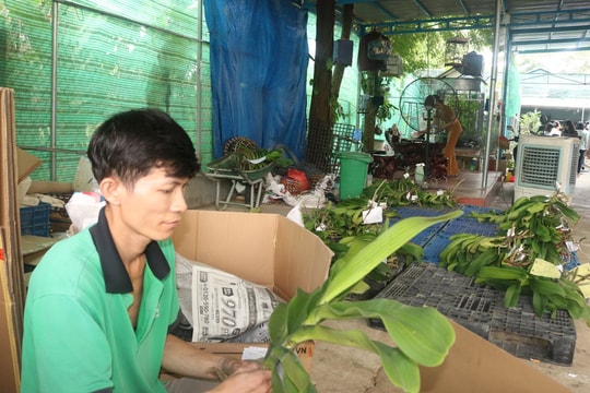 Hiệu quả từ mô hình trồng lan hộ gia đình