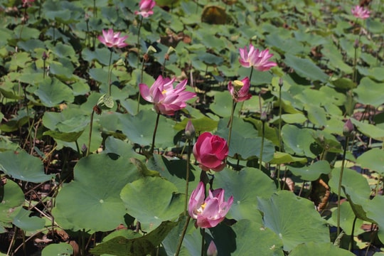 Thiện Nghiệp ngát hương sen