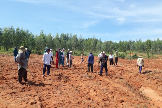 Bắc Bình tập trung kiểm tra xử lý các trường hợp lấn chiếm đất rừng