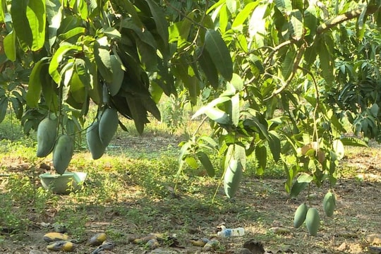  Sông Bình – mùa xoài không “ngọt”