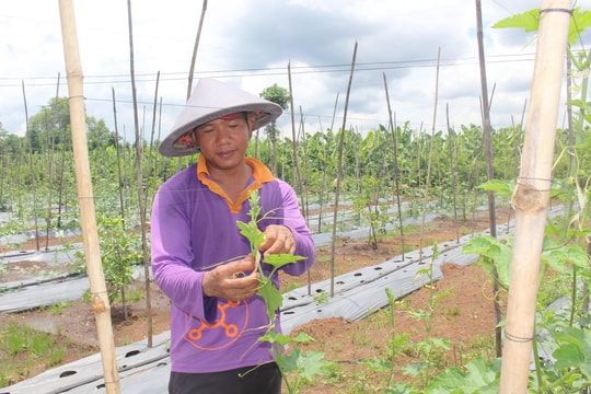Nông thôn mới Đức Linh 