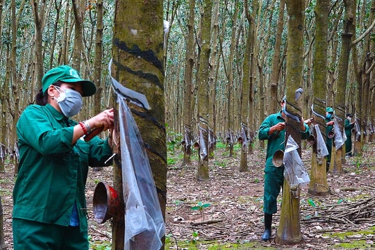 Tất bật cho vụ thu “vàng trắng”