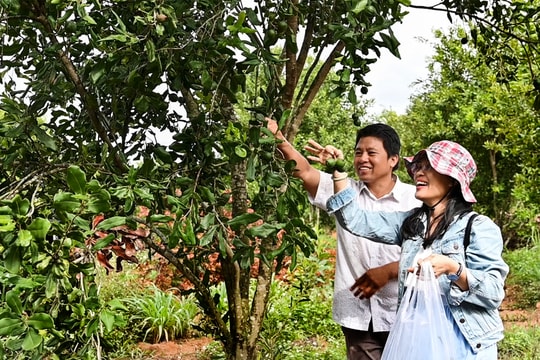 Du lịch với mùa trái cây