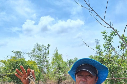“Săn” dông sau cánh rừng