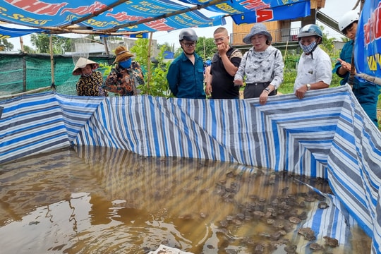 Kỳ vọng mô hình nuôi ếch thương phẩm