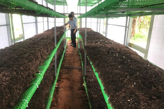 Xây dựng mô hình trồng nấm rơm trong nhà cho các hộ dân