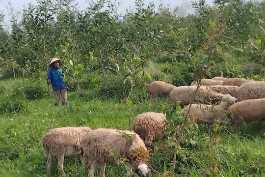 Chương trình MTQG phát triển kinh tế - xã hội vùng đồng bào dân tộc thiểu số và miền núi: Khởi sắc đồng bào vùng cao