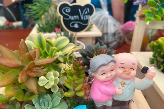 Vun trồng cây hạnh phúc