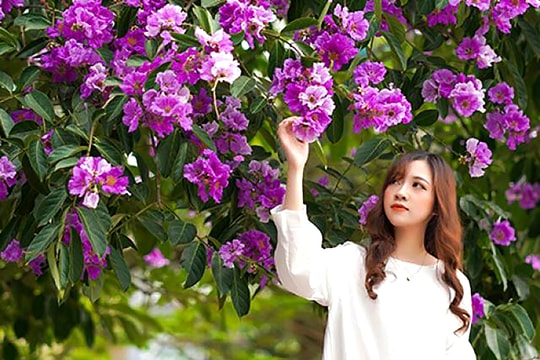 Bằng lăng tháng 6