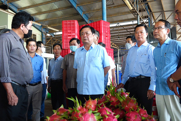 Bàn giải pháp sản xuất, tiêu thụ thanh long tại Bình Thuận