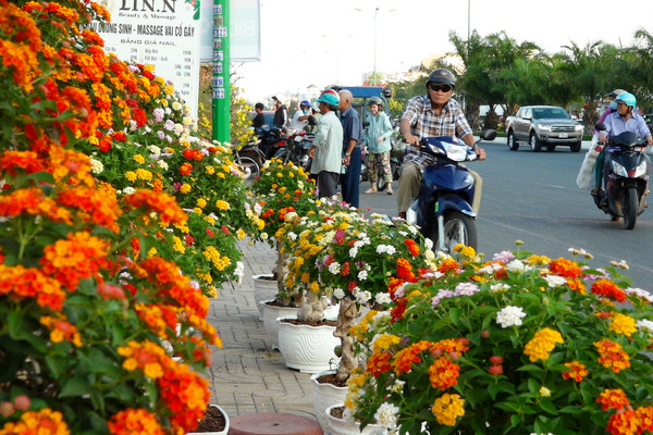 Ngàn sắc hoa ở chợ tết Phan Thiết