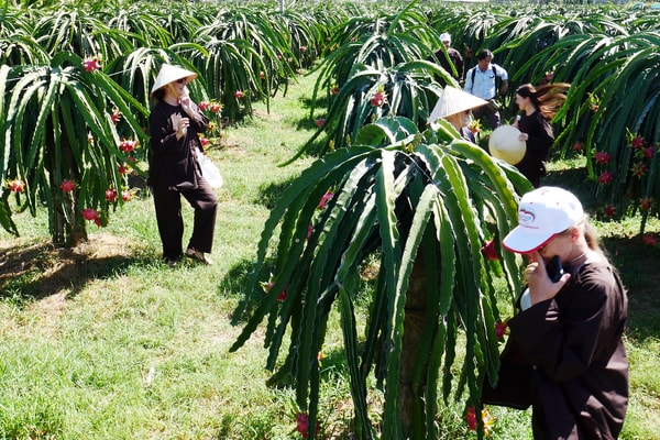 Du lịch canh nông: Hướng đi đầy triển vọng của du lịch Bình Thuận