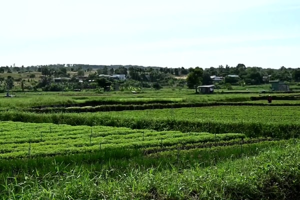 "Giữ vững thương hiệu vùng chuyên canh rau an toàn Phú Long"