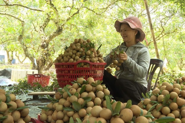 Tổ hợp tác nhãn xuồng cơm vàng chủ động tìm ra hướng đi mới