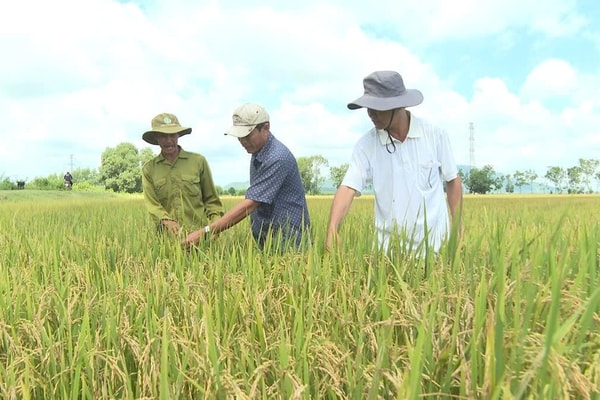 Hiệu quả từ mô hình trồng lúa VietGap hữu cơ của HTX dịch vụ nông nghiệp Đức Bình