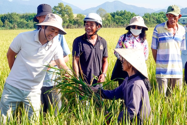 Sản xuất lúa hướng VietGAP - Cách làm mới tại Bình Thuận