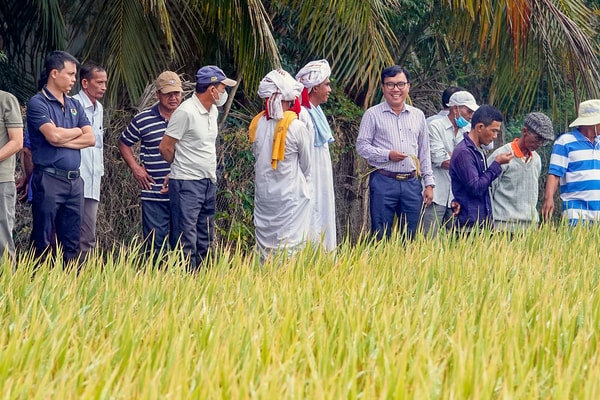 Bình Thuận thí điểm trồng lúa giảm phát thải