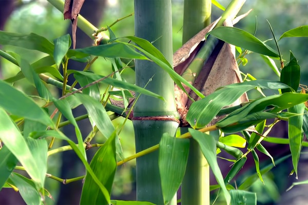 Mô hình trồng tre tứ quý, chăn nuôi ở Thiện Nghiệp